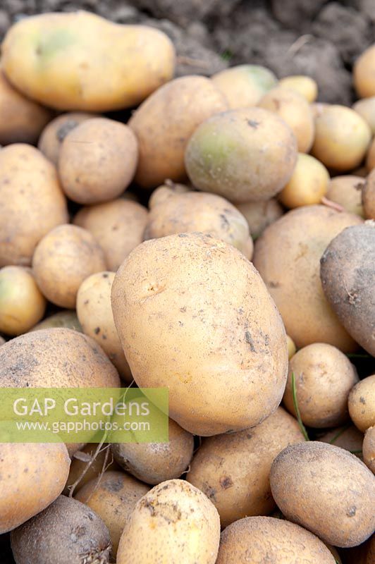 Solanum tuberosum 'Inova' - Potato - harvested crop on the ground