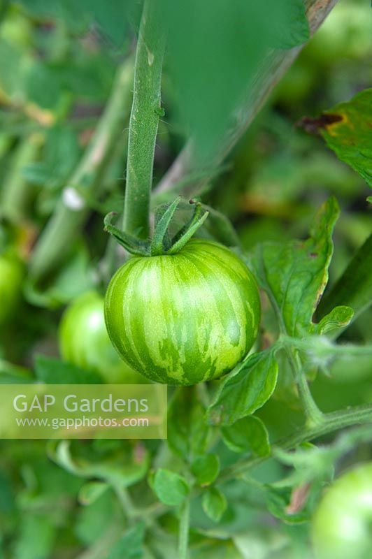 Solanum lycopersicum 'Tigerella' - Tomato - unripe tomato shows hues of green in its stripes