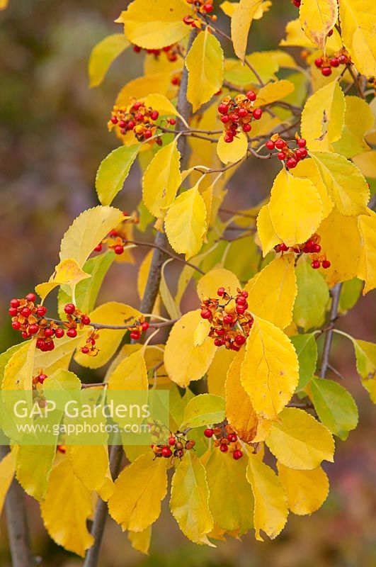 Celastrus scandens 'Diane' - Female American Bittersweet  with golden yellow  foliage and orange fruits