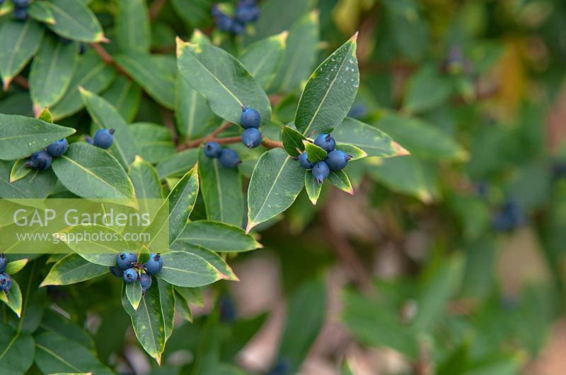 Lonicera henryi - Honeysuckle - with blue berries