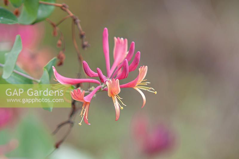 Flowers of Lonicera x heckrottii  'American Beauty'  syn. 'Gold Flame' - Honeysuckle