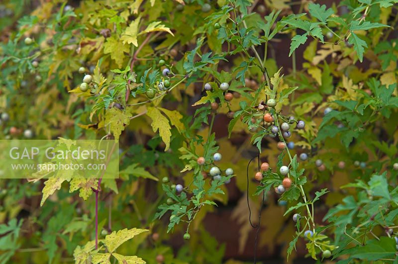Ampelopsis aconitifolia 'Monkshood Vine'