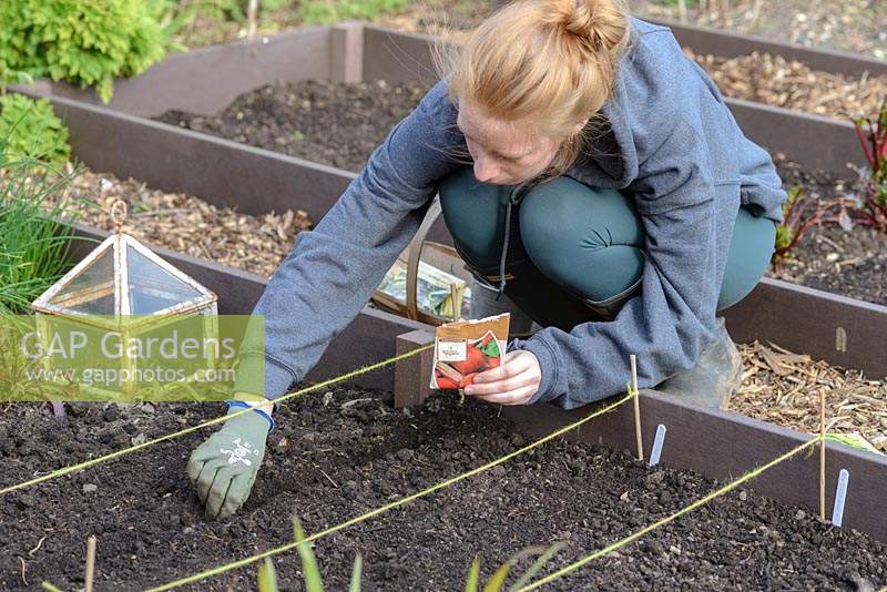Young girl planting organic beetroot seeds in a raised bed made from recycled plastic 