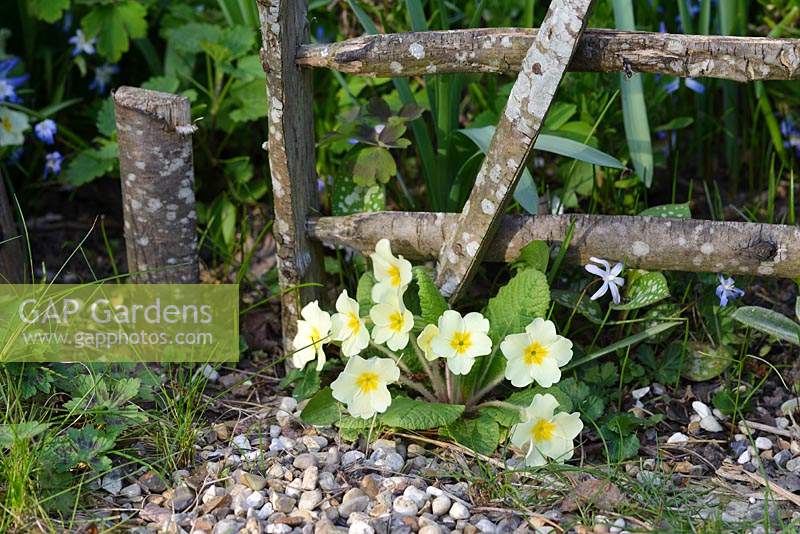 Primula vulgaris - Primroses under a miniature hurdle made from hazel wood