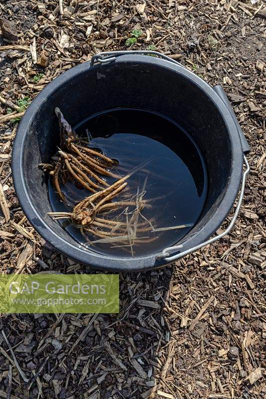 Asparagus crowns soaking in a bucket of luke warm water before being planted 