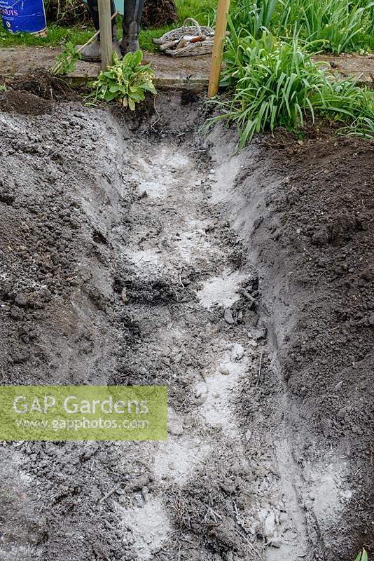Wood Ash being added to a trench before being dug into the soil in the vegetable garden, it contains potassium which helps with flowering and fruiting. 