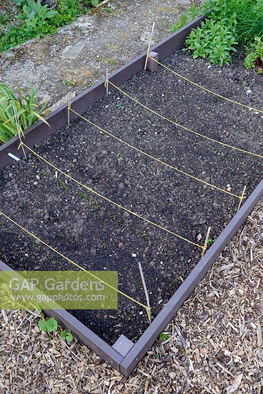 Salad including lettuce and vegetable seedlings germinating nine days after sewing in a raised bed made from recycled plastic
