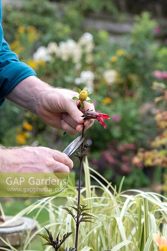 Gardener deadheading a dahlia flower.