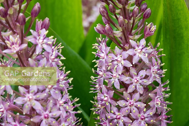 Eucomis 'Pink Gin' - Pineapple Lily 'Pink Gin'