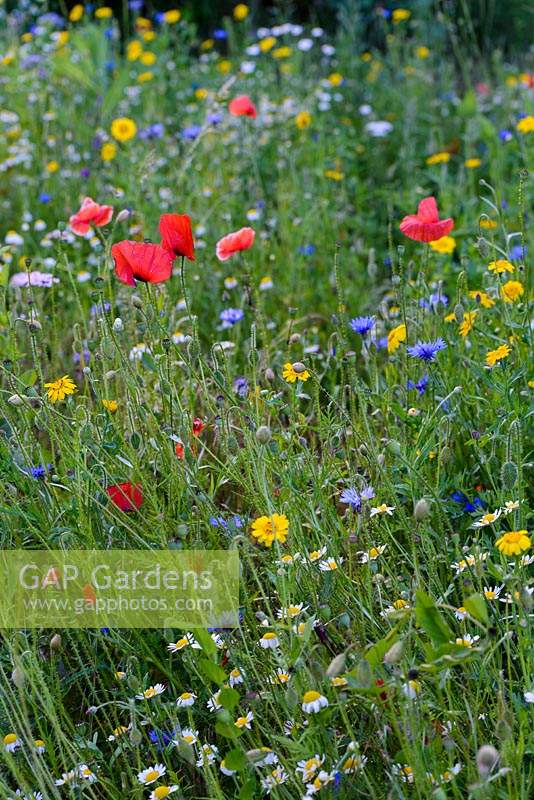 Wild flower meadow with Papaver rhoeas - Field poppy, Centaurea cyanus - Cornflower, Glebionis segetum - Corn marigold, Matricaria chamomilla - Chamomile and grasses. 