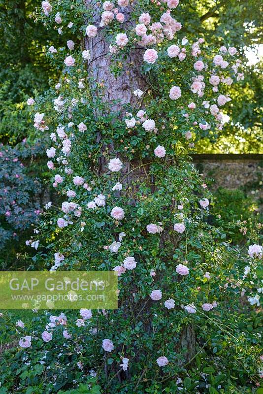 Rosa 'New Dawn' -  climbing rose growing up a tree. 