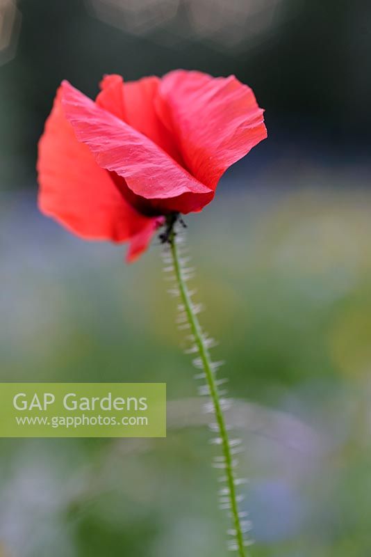 Papaver rhoeas - Field poppy flower 