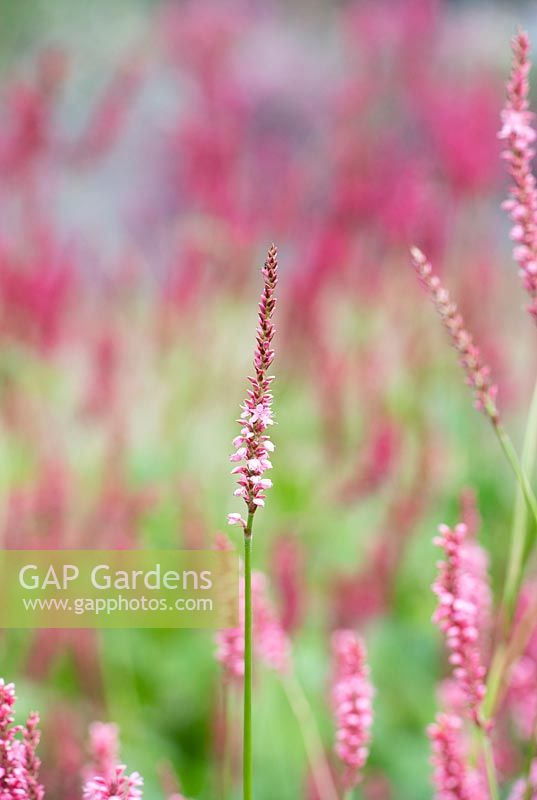 Persicaria amplexicaulis 'High Society' - Red bistort 'High Society'
