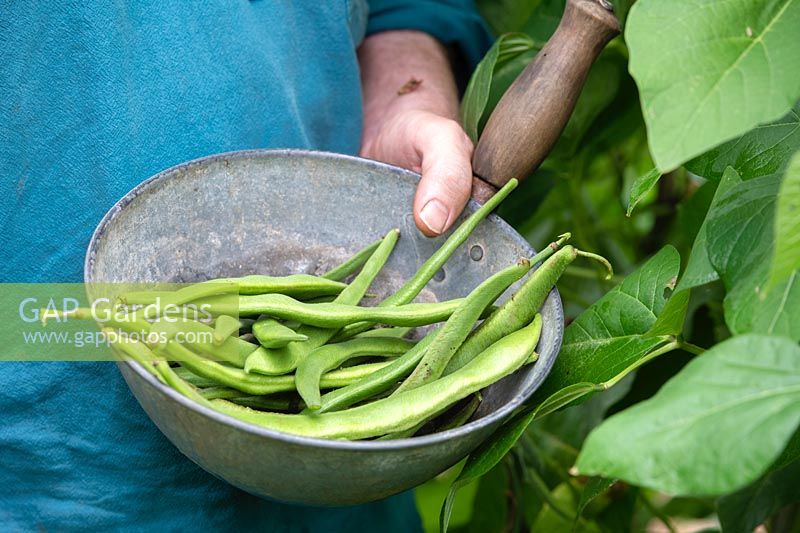Phaseolus coccineus - Man harvesting runner beans. 