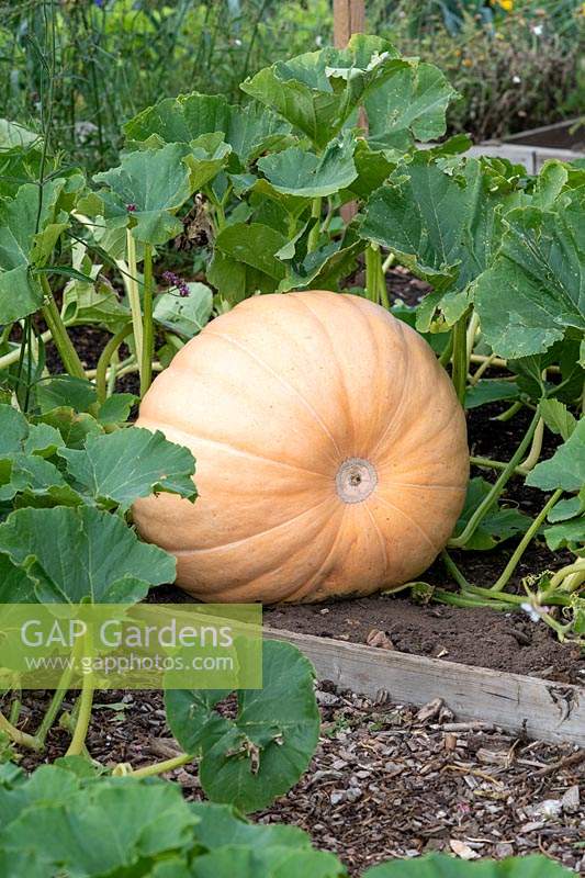 Cucurbita - Pumpkin 'Atlantic Giant'