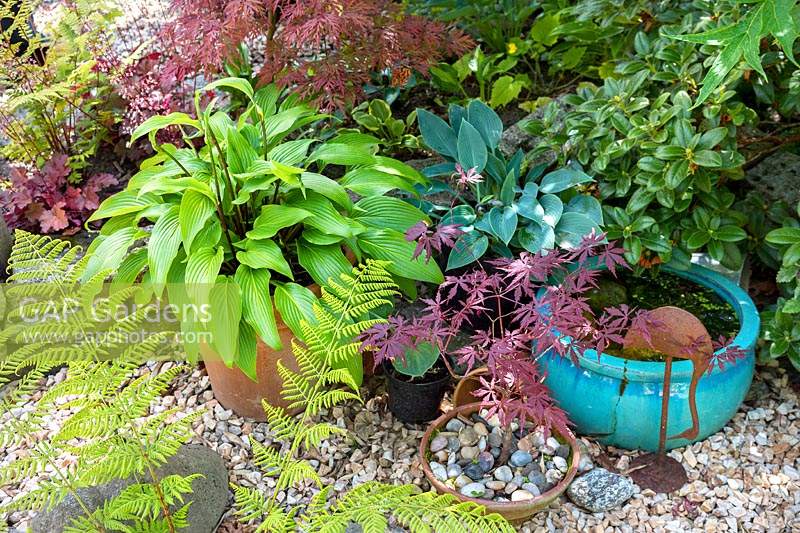 Hosta 'Hirao Grande' and Hosta 'Halcyon' growing in pots with ferns and Acers. 