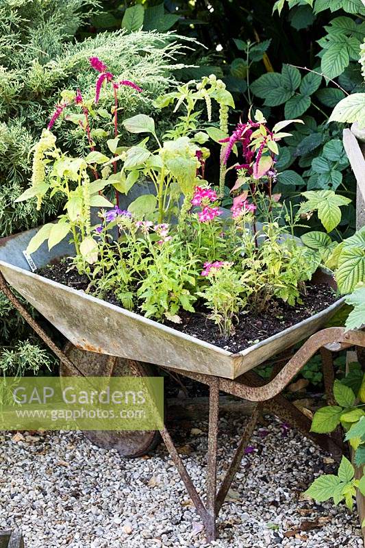 Vintage metal wheelbarrow planted with bedding plants and annuals such as Verbena and Amaranthus