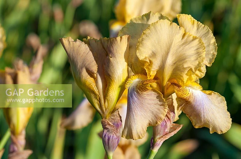 Iris Oklahoma is a late flowering bearded iris with golden standards, the falls have a purple tint and a gold edge. 