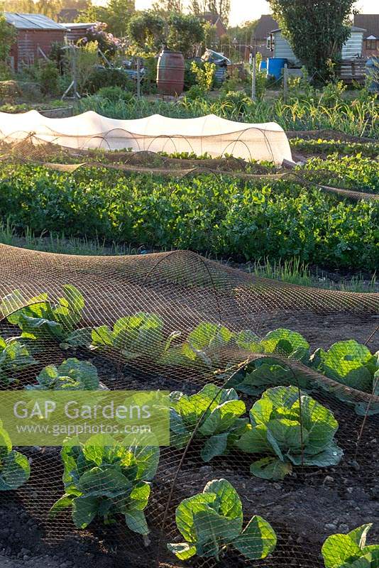 Rows of fresh vegetables, growing under protective horticultural netting, including cabbages, peas and lettuces on an allotment plot.