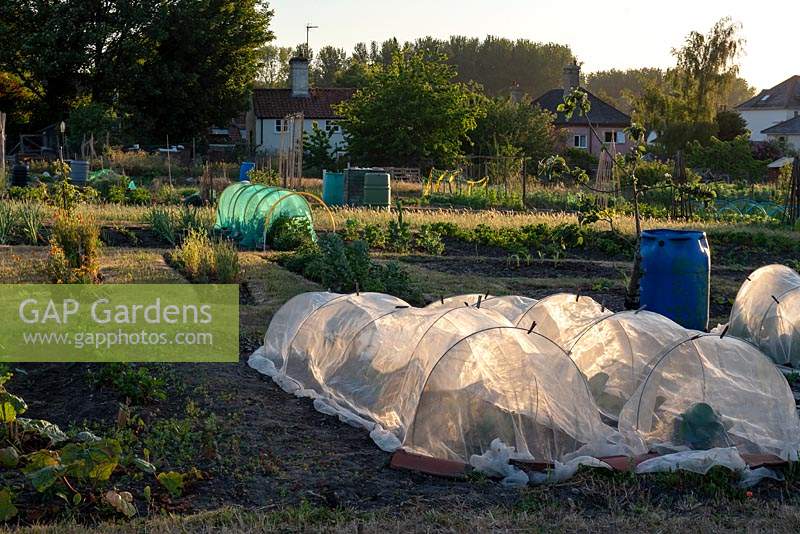 Village allotment plots on a spring evening, seedling and horticultural net tunnels protecting early sown crops from  marauding pigeons.