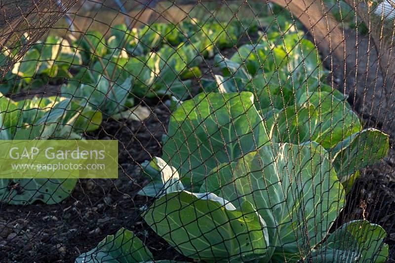 Rows of cabbages growing under horticultural protective netting.