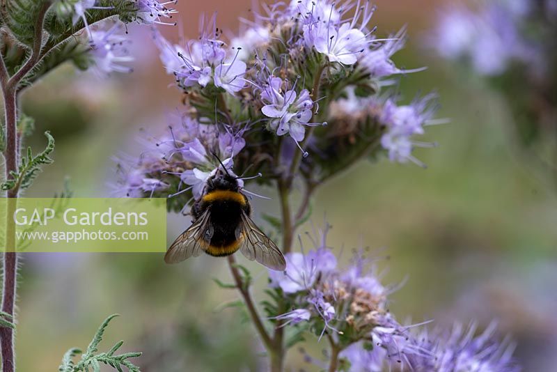 The lavender blue flowers of Phacelia tanacetifolia, sometimes referred to as fiddleneck with a bee on the flowers  