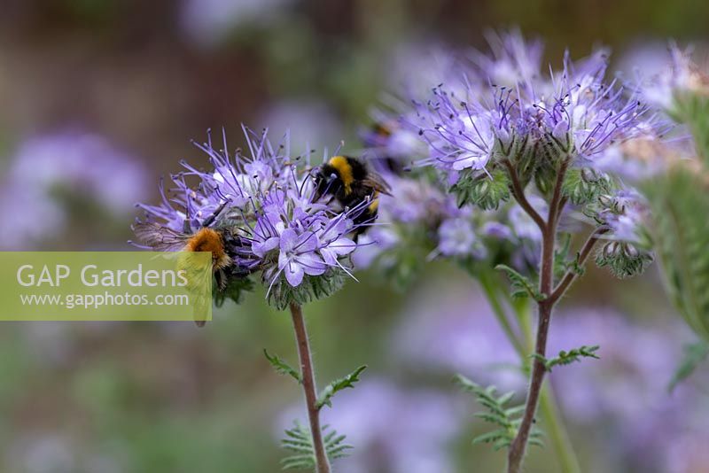 The lavender blue flowers of Phacelia tanacetifolia, sometimes referred to as fiddleneck with bees on the flowers
