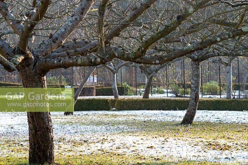 The traditional walled orchard in winter is coated with a thin layer of snow with crocus buds appearing through the ice at West Dean Gardens.  The apple trees are speckled with lichen.