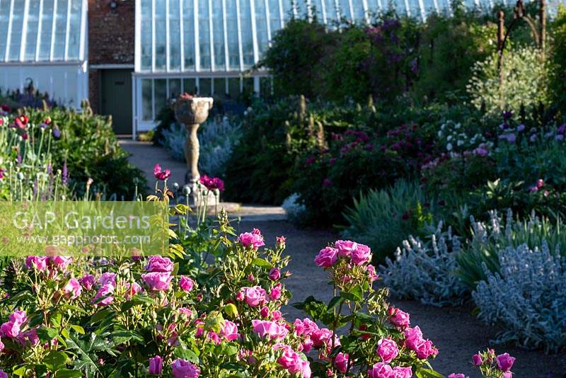 The pink, fragrant floribunda Rose 'Lucky'  steals limelight in the early summer herbaceous border at West Dean Garden.