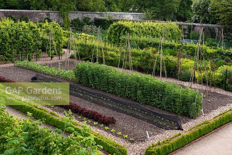 Rows of vegetables in the walled kitchen garden at West Dean. Four large veg beds separated by a double herbaceous border and a fruit tree walk. French bean seedlings under protective netting
