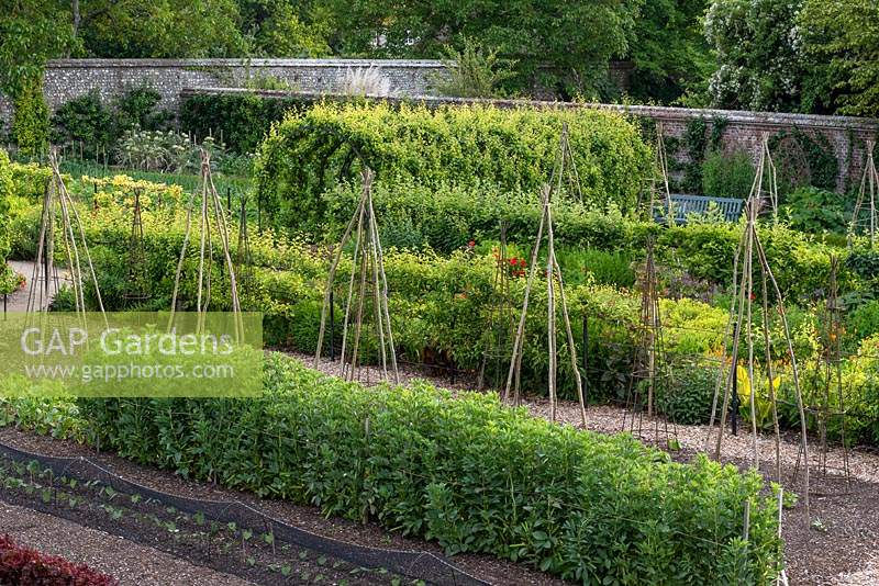 Rows of vegetables in the walled kitchen garden at West Dean. There are four large veg beds separated by a double herbaceous border and a fruit tree walk. French bean seedlings under protective netting