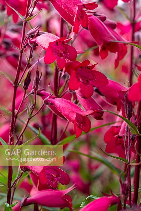 Rich red bell-shaped flowers of Penstemon 'Garnet'