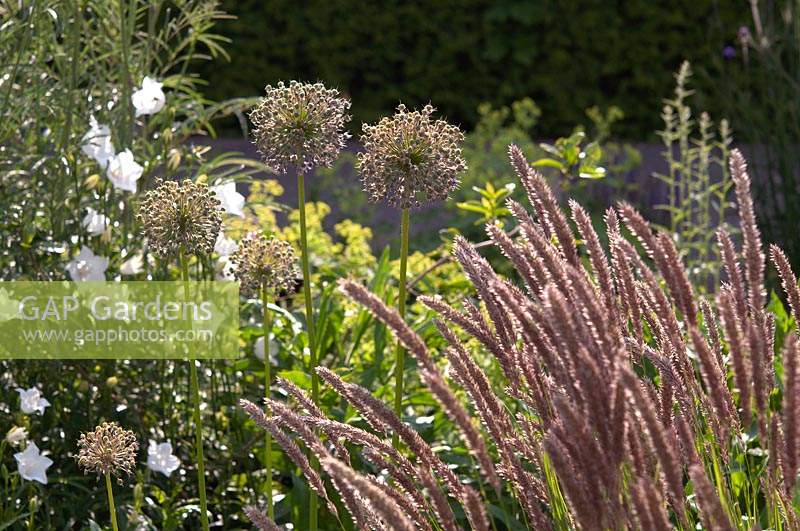 Sunlit mixed summer garden border with decorative Allium, white Campanula cochlearifolia and grass seedheads.