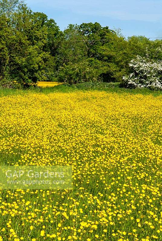 Buttercups carpeting ancient Suffolk meadows in May. 