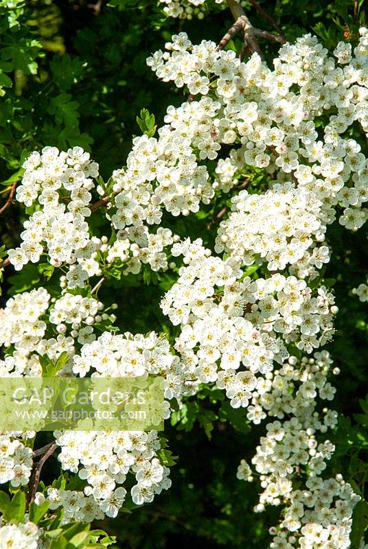 Hawthorn blossom, also known as May blossom after the month in which it blooms