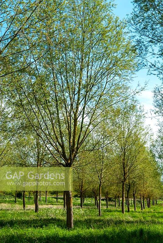 Plantation of English Willows - Salix Alba Caerulea - grown for cricket bat production