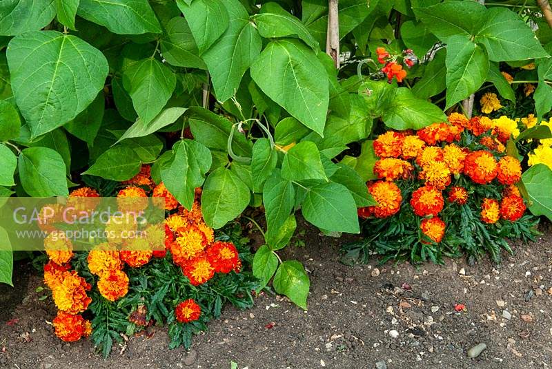 Companion planting of French Marigolds with Runner Beans to help prevent blackfly and greenfly infestation