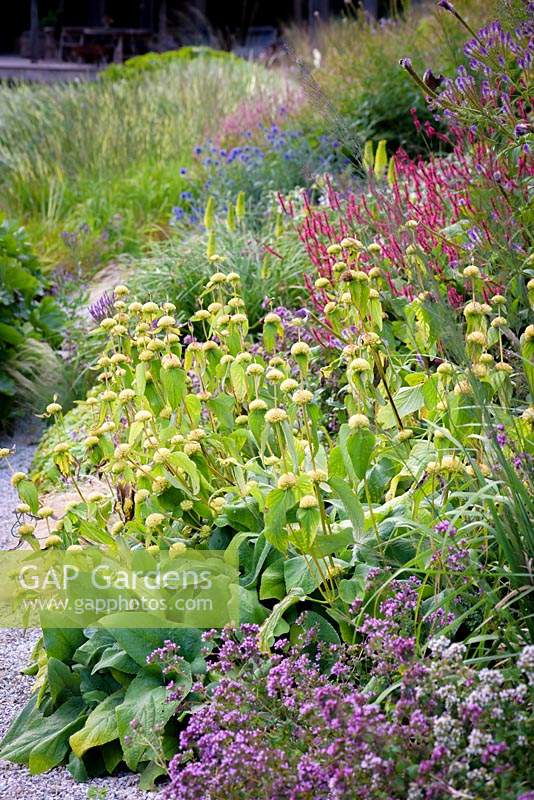 Phlomis russeliana, Persicaria amplexicaulis 'Firetail', kniphofias and Echinops ritro 'Veitch's Blue' in a border densely planted with herbaceous perennials and grasses. 