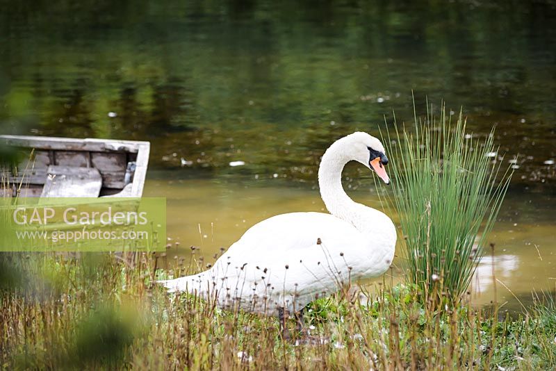 Swan at Am Brook Meadow, Devon, UK. 