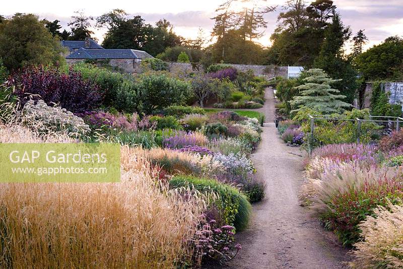 View down double herbaceous borders in the walled garden at sunset.