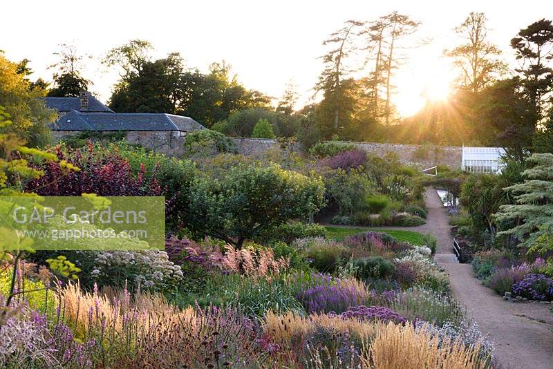 View down double herbaceous borders in the walled garden at sunset.