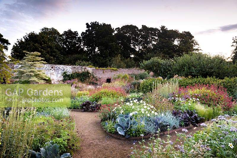 Potager garden with a mix of edibles and ornamentals, including Lysimachia ephemerum, Elymus magellanicus, cabbages, Persicaria amplexicaulis 'Firetail' and cosmos, in the walled garden at Cambo Gardens, Fife, Scotland. 