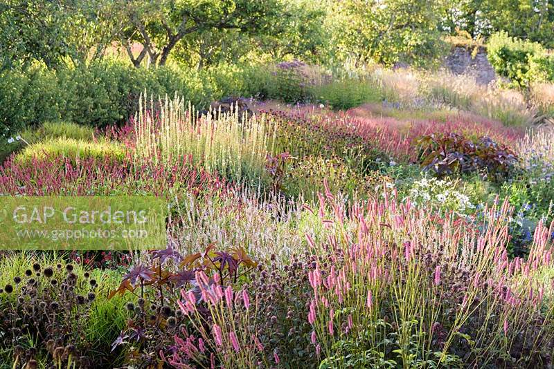 Planting of large bed of grasses and herbaceous perennials, plants include: bright Carex muskingumensis amongst flowers such as Sanguisorba, Monarda, Persicaria amplexicaulis 'Firetail', P. amplexicaulis 'Alba' and Lysimachia ephemerum 
