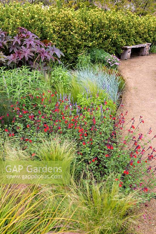Border planted with Stipa tenuissima, red Salvia 'Royal Bumble', Salvia leucantha, Elymus magellanicus and bold Ricinus communis 'Impala', backed by a hedge of yellow flowered Potentilla fruticosa