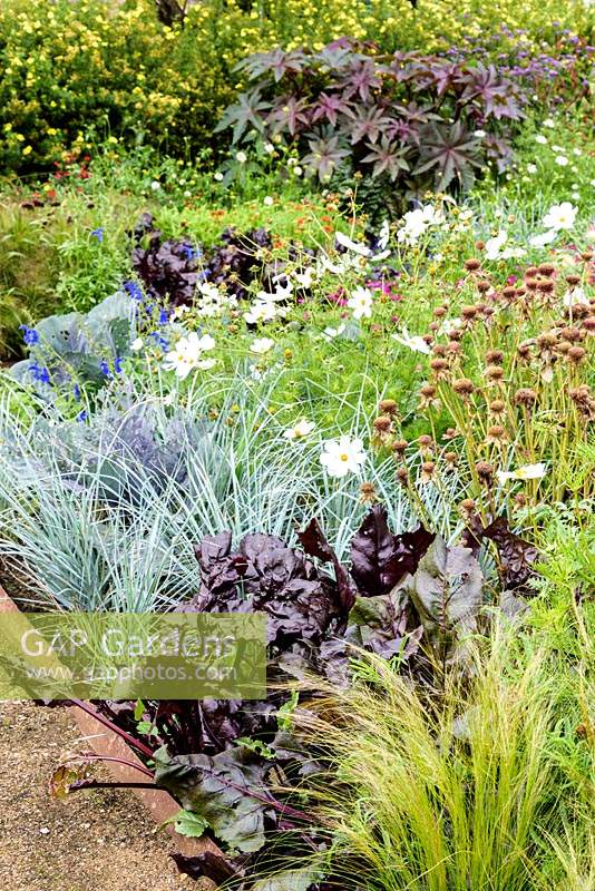 Blue Elymus magellanicus with dark purple foliage of Beetroot 'Bull's Blood', white cosmos and blue Salvia patens in a potager garden 