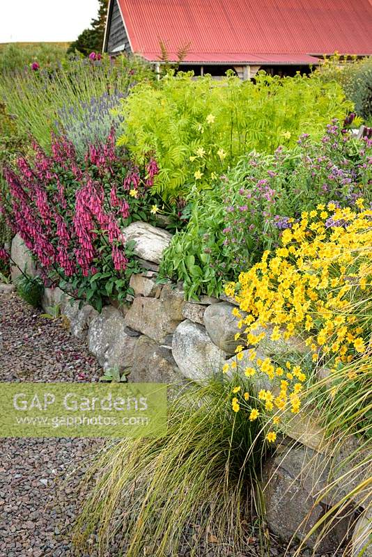 Planting in a raised bed includes grasses, Phygelius, echiums and Tanacetum. 