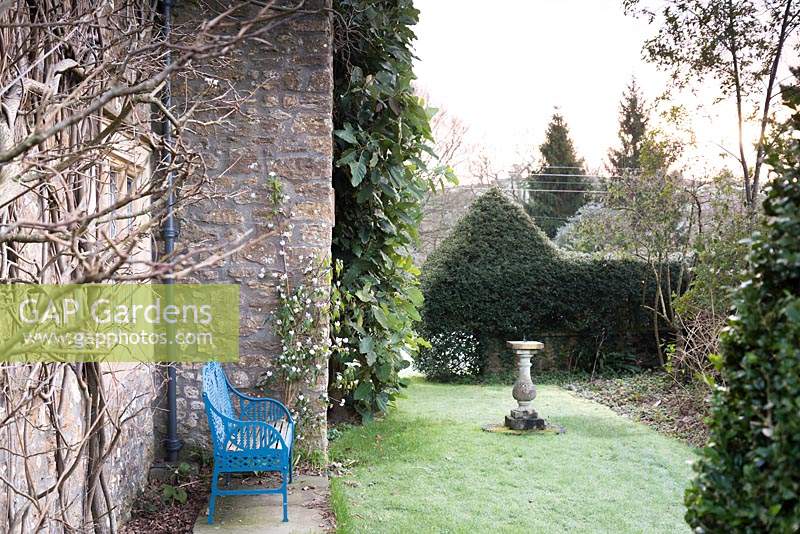 Blue bench beside Daphne bholua 'Jacqueline Postill' in formal garden of the Old Rectory, Netherbury, UK. 