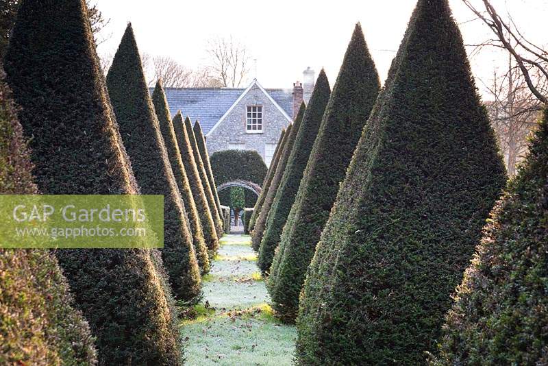 Avenue of clipped yew pyramids at the Old Rectory, Netherbury, UK. 