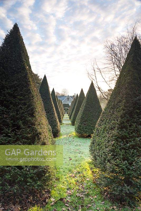 Avenue of clipped yew pyramids at the Old Rectory, Netherbury, UK.
