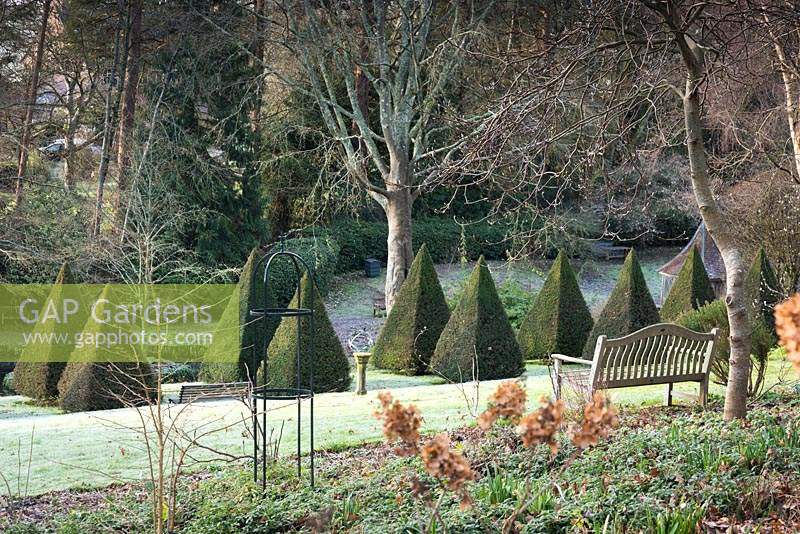 A bench on a slope above an avenue of yew pyramids at the Old Rectory, Netherbury, UK. 